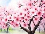 4公分樱花价格多少钱