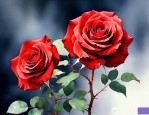红玫瑰花语大全 寓意