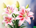 百合花是哪个国家的花