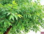 皂角树叶子可以食用吗