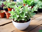 多肉植物碰碰香怎么养