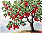 2025年花椒树要几年结果