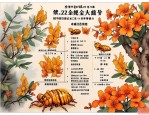 2025年金蝉花市场价格表
