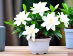 提根栀子花的养殖方法