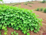 爬山虎怎样种植长得快