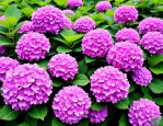 2025年绣球花干花有毒吗
