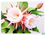 昙花怎么养殖才能长得好