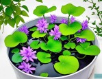 2025年水培水葫芦怎么养