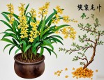 2025年石斛开花有结果吗