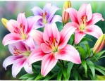百合花颜色有几种颜色