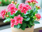 长寿花哪种好看又好养