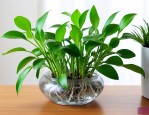 适合家里养的水培植物