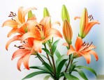百合花出花苞后什么养