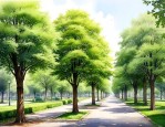 16种行道树常绿树种