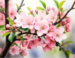 8公分的西府海棠价格
