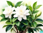 小叶栀子花的繁殖方法