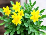 钱串子花黄叶怎么补救