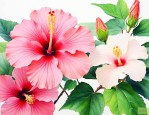 芙蓉花与木槿花的区别