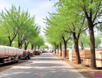 杨树市场价多少钱一方