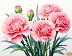 康乃馨花一年开几次花