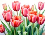 郁金香花语寓意和象征