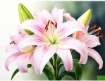 百合花开花后怎么养球