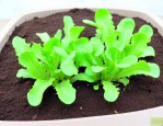 生菜种子如何催芽发芽