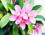 心叶球兰的花什么样子