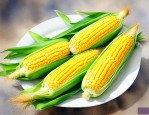 龙耘976玉米种介绍