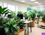 办公室绿植有哪些品种
