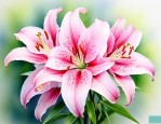 百合花象征着什么意义