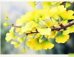 银杏树花的样子和颜色
