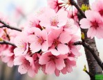 8公分樱花价格是多少