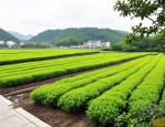 2025年浙江绿化花卉求购
