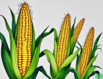 2025年怎样选好玉米种子