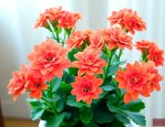 长寿花适合养在家里吗