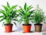 驱蚊草怎么养家庭养法
