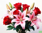 红玫瑰配百合花的寓意