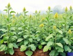 园林植物病虫害综合防治
