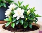 栀子花的养殖方法用土