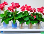 海棠花水培的养殖方法