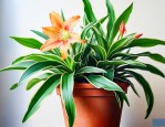 金边吊兰什么时候开花