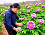 2025年牡丹花要施什么肥