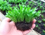 水苔适合种植什么植物