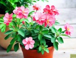 水泡花怎么养用什么水