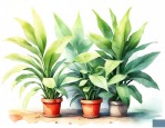 哪种植物不怕晒