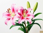 赞美百合花的经典句子
