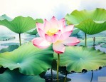 荷花的含义及代表作品