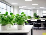 办公室适合水培的植物