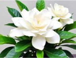 栀子花适合在客厅养吗
